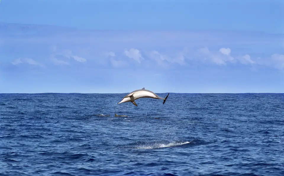 Dauphin sautant dans l'océan au large de Ile de la réunion