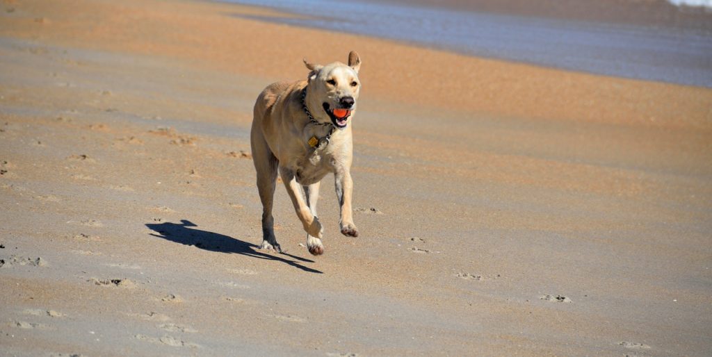 Dresser son chien : commencer par les exercices de base !