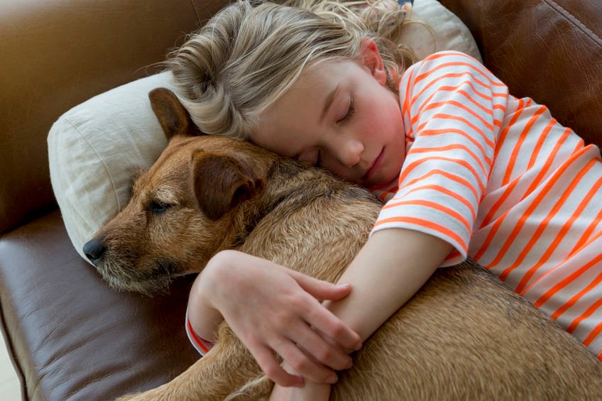 Un chien endormi dans les bras d'un enfant