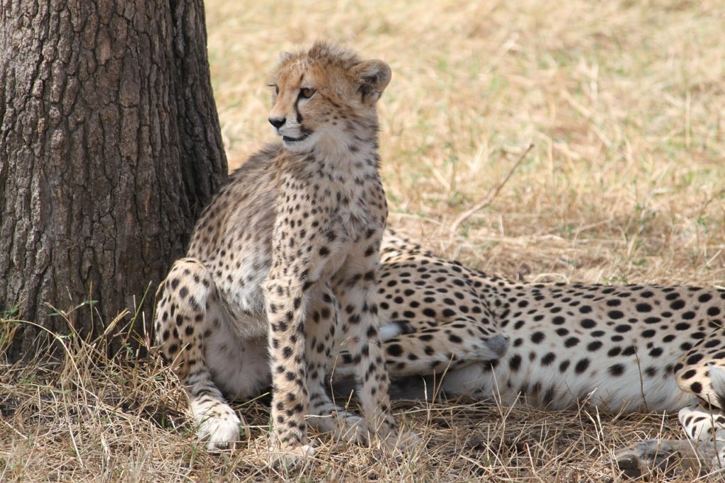 Safari en Tanzanie : attractions, sites, nature et lieux touristiques !