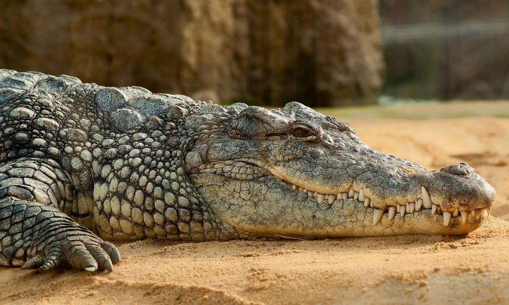 Sur les pas du crocodile du Nil : le plus dangereux reptile de Madagascar