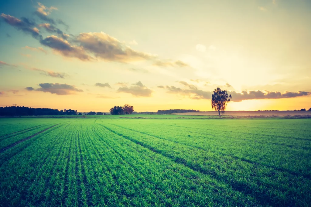Qu’est-ce qui fait 1 hectare ?