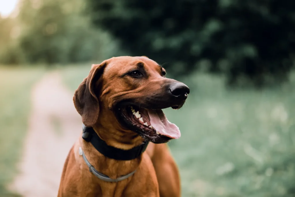 Assurance pour chiens : protégez votre compagnon à quatre pattes