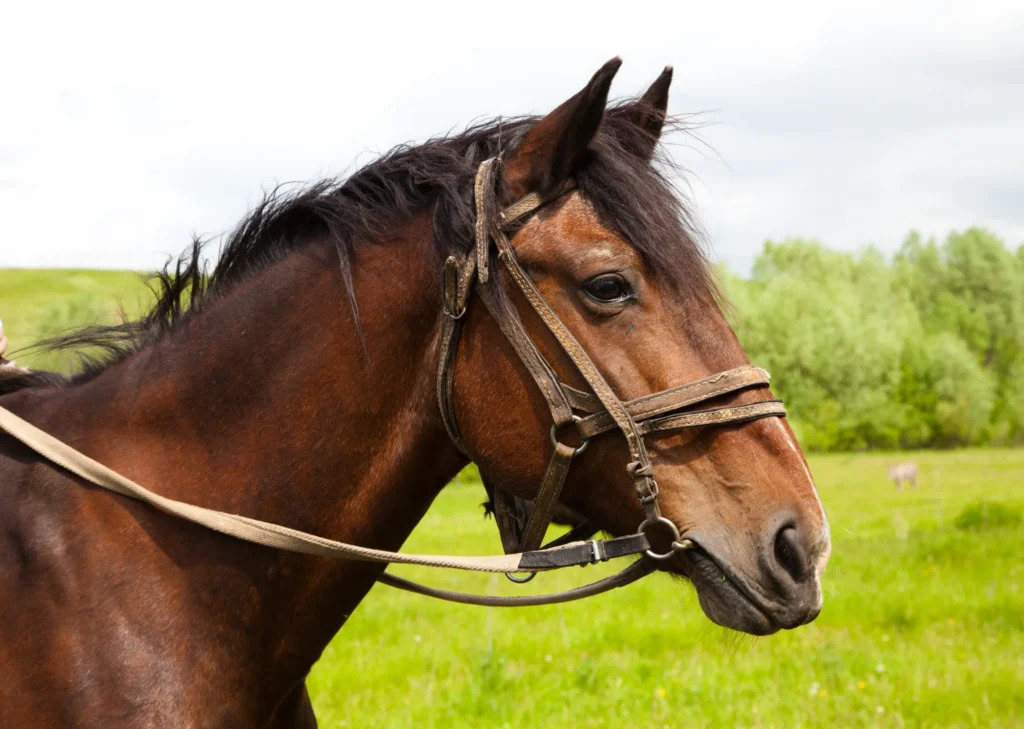 Guide pour comprendre les pathologies articulaires chez les chevaux