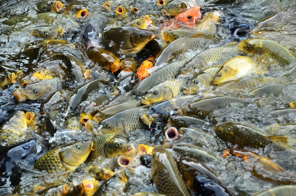 Stratégies d’amorçage pour pêcheurs : maximisez vos prises