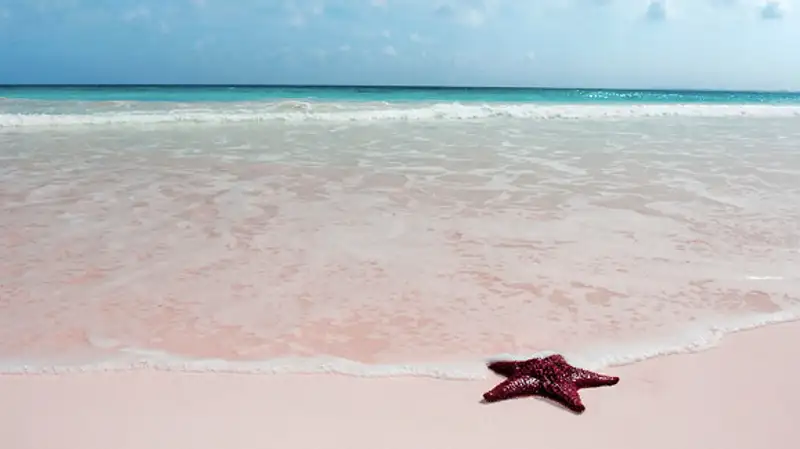 Plage de Pink Sands, Bahamas