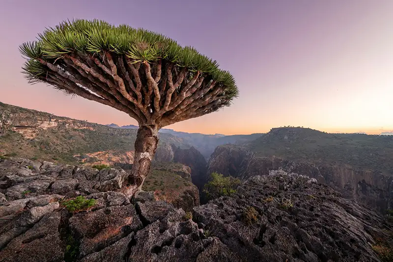 Socotra, Yémen