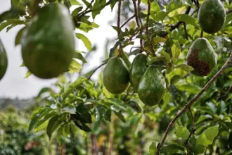 culture de l'avocat et environnement