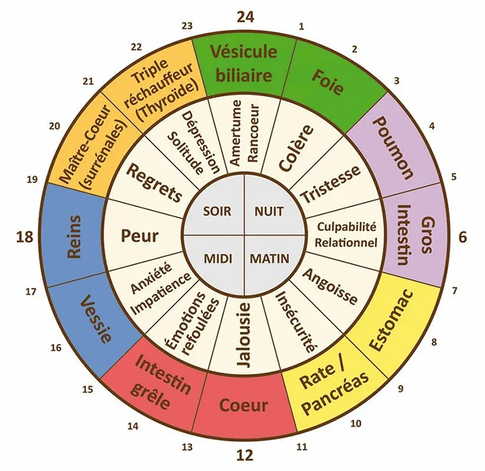 diagramme organes et emotions