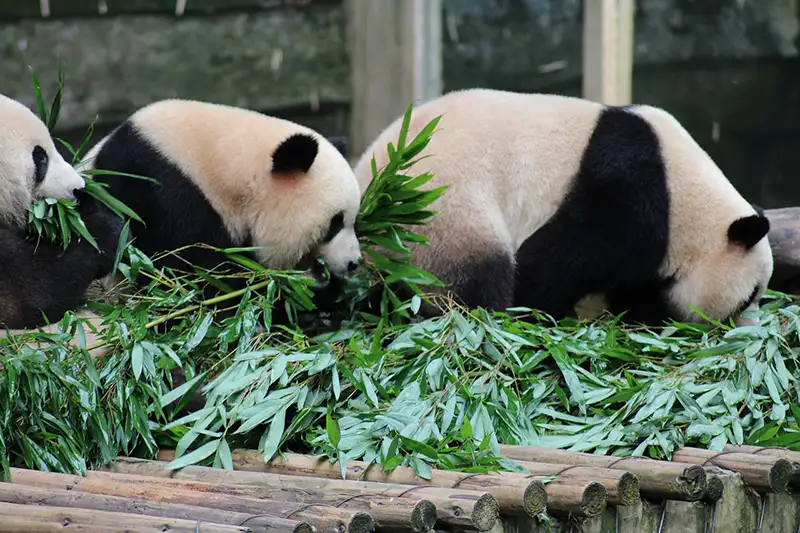 Pandas géants mangeant du bambou