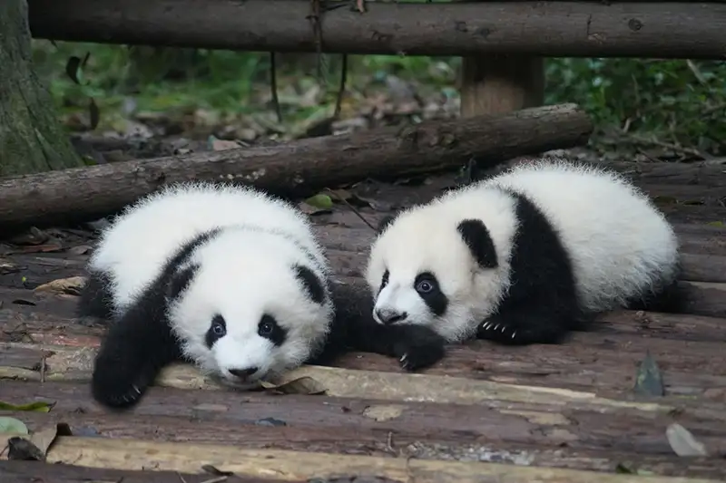 2 bébés pandas