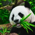 les pandas géants, animaux fascinants