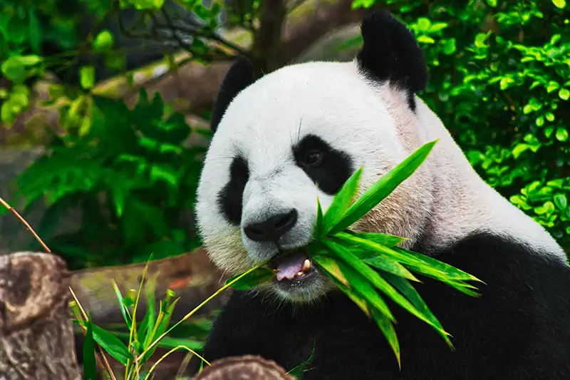 les pandas géants, animaux fascinants