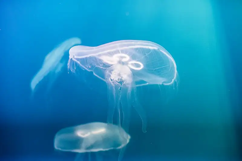 méduses au fond des océans