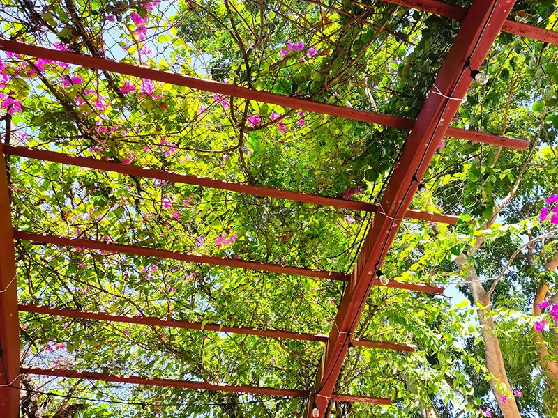 pergola maison vue de dessous