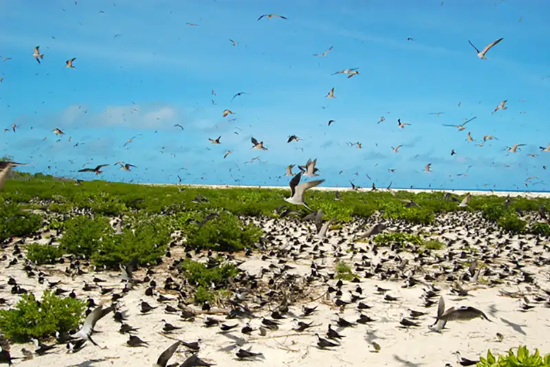 Bird Island, Seychelles