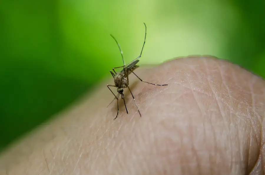 moustique posé sur la main