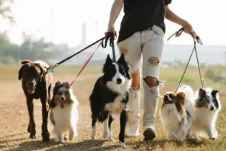 chiens en promenade