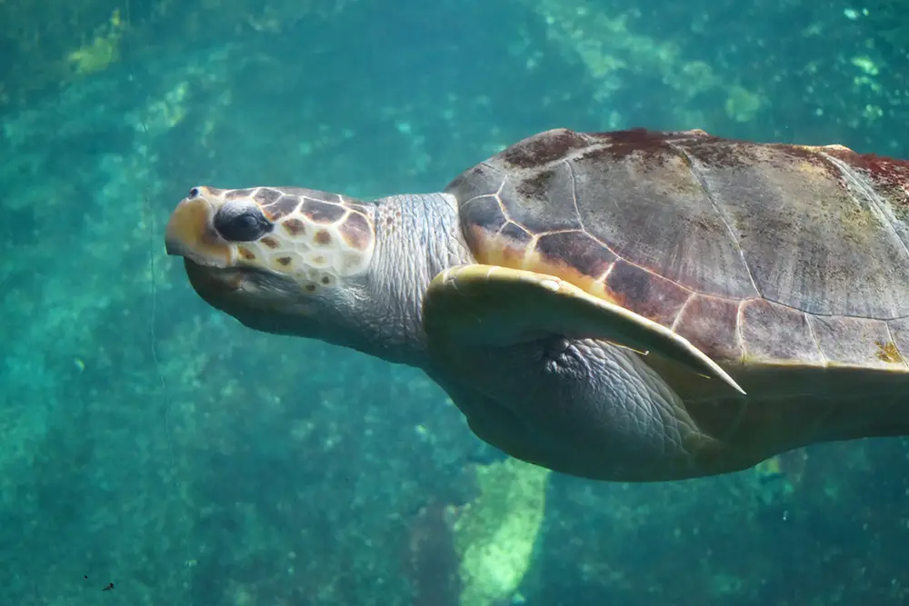 tortue caouanne en aquarium à Nausicaá