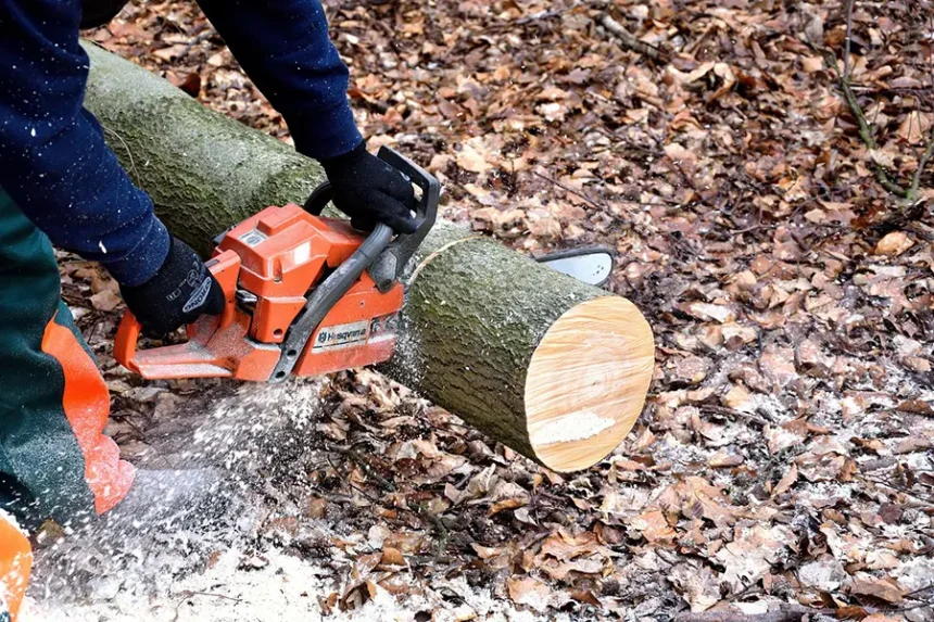 Tronc d'arbre coupé avec une tronçonneuse