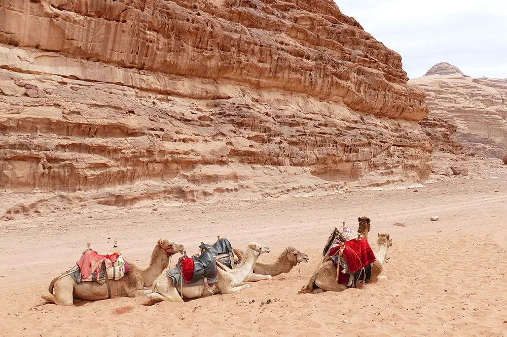 Bivouac et chameaux dans le désert du Wadi Rum, Jordanie