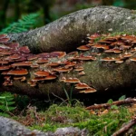 champignons sur un tronc d'arbre