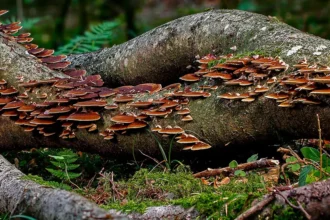 champignons sur un tronc d'arbre