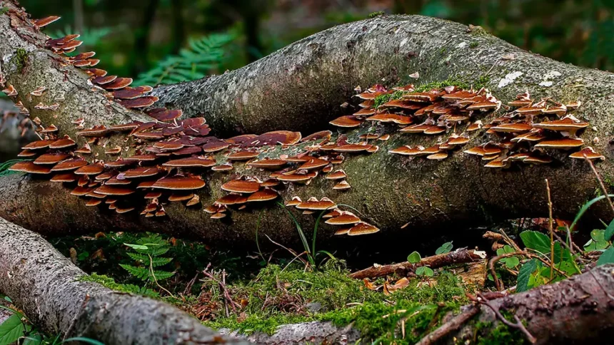 champignons sur un tronc d'arbre