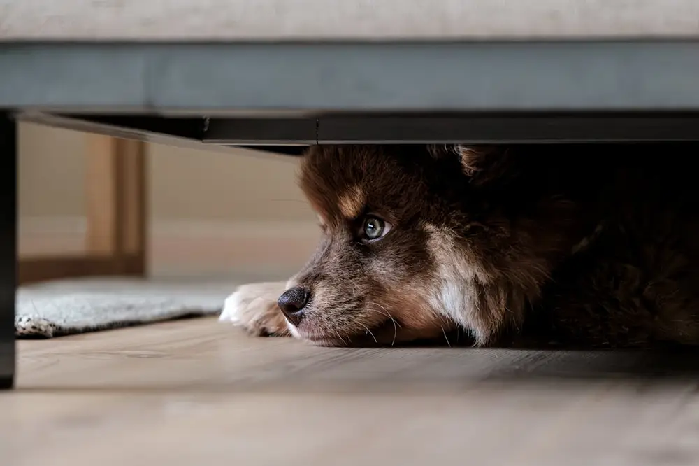 chien caché sous le lit