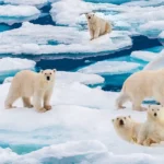 Expédition polaire, Ours polaires sur des bancs de glace