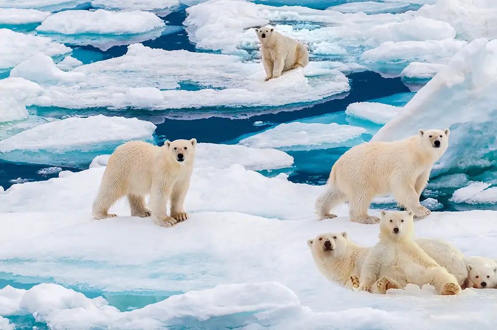 Expédition polaire, Ours polaires sur des bancs de glace