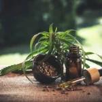 CBD présenté sous plusieurs formes : Fleurs, huiles, résines, graines