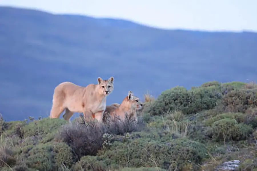 Couple de pumas de Patagonie dans le parc Torres del Paine