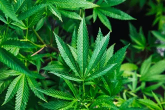 cannabinoïde, plante de Cannabis