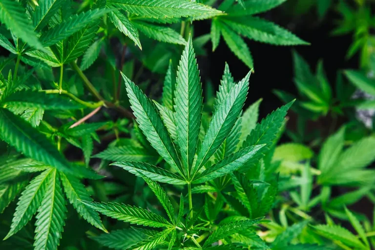 cannabinoïde, plante de Cannabis
