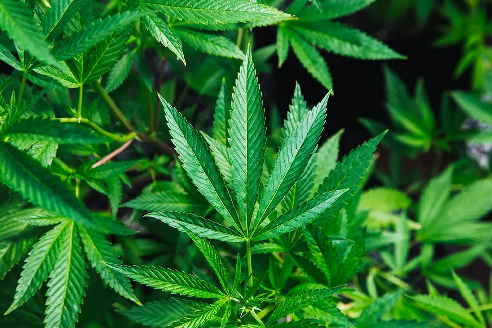 cannabinoïde, plante de Cannabis