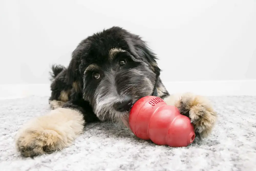 Comment remplir un jouet Kong pour stimuler votre chien ?