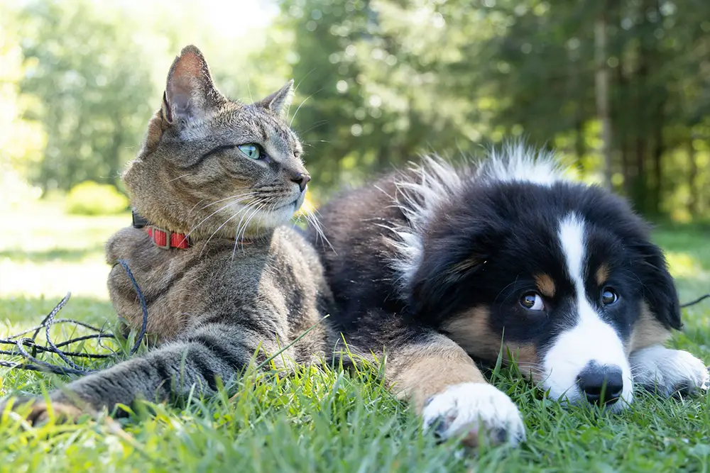 chien et chat couchés dans l'herbe dehors dans un parc. Animal de compagnie