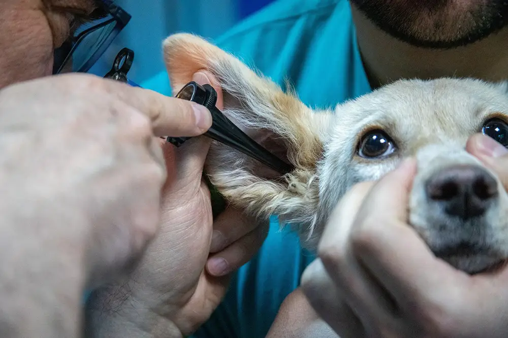 auscultation d'un chien chez un vétérinaire qui regarde ses oreilles