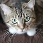 chat boude ses croquettes