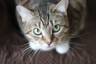 chat boude ses croquettes