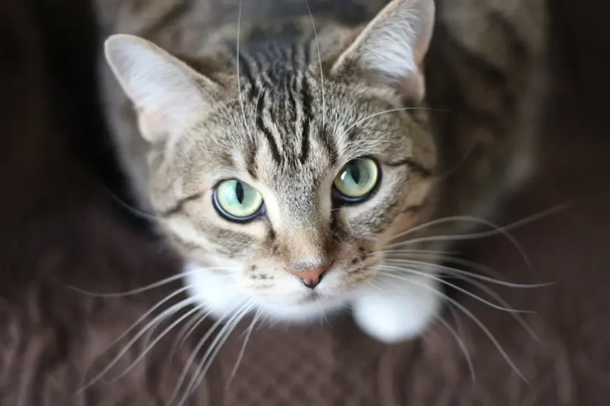 chat boude ses croquettes
