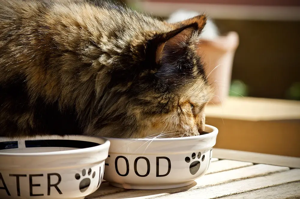 chat qui mange dans sa gamelle