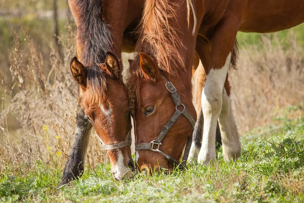 Ferme d'animaux Poneys qui broutent