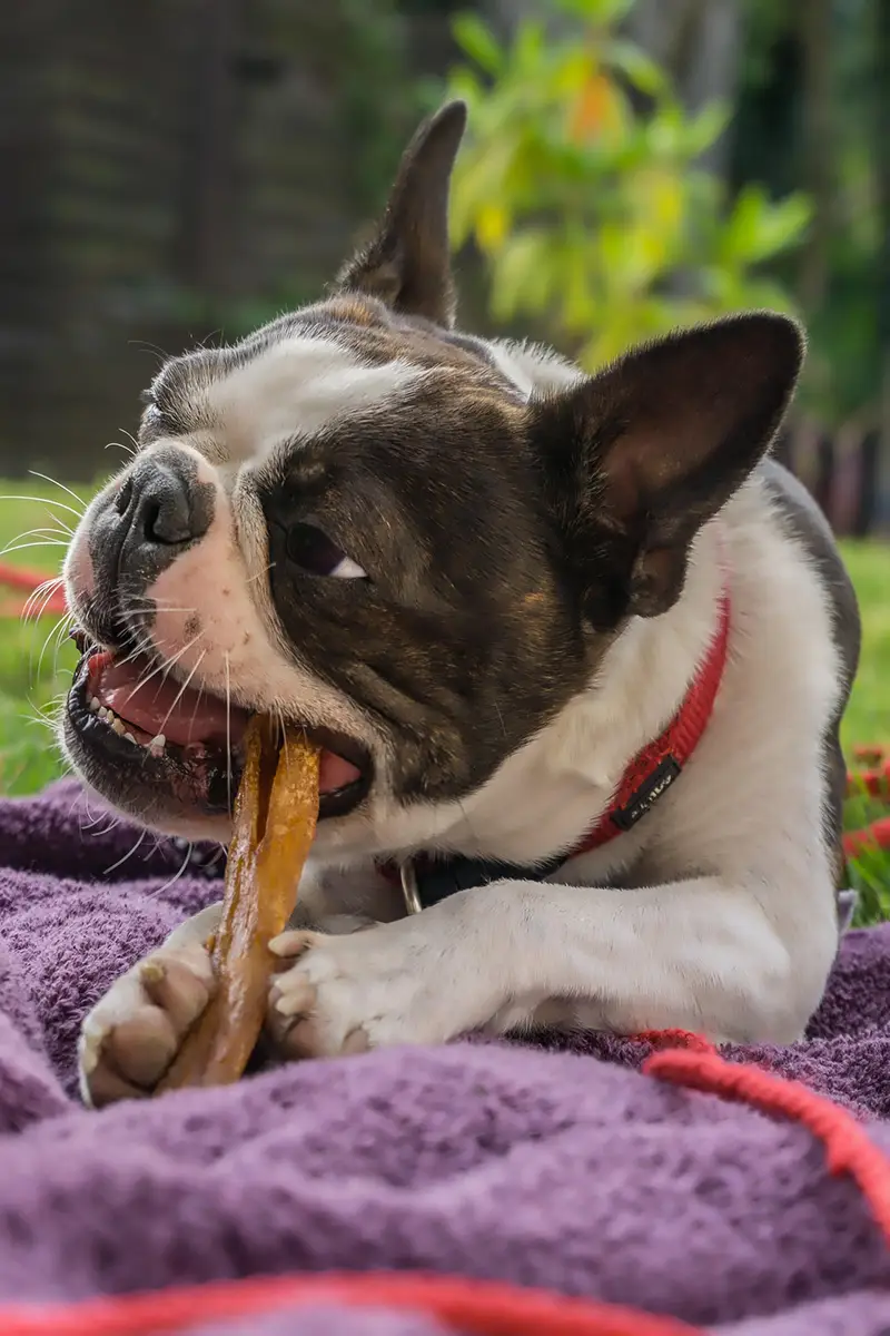 bouledogue mastiquant une friandise