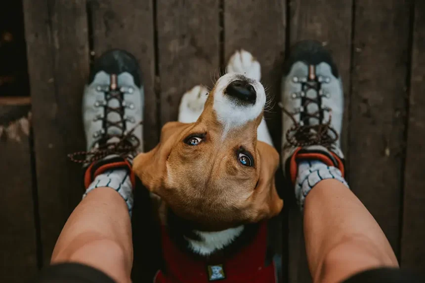 Une femme qui regarde son chien