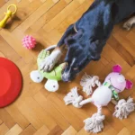 friandise de mastication pour chien