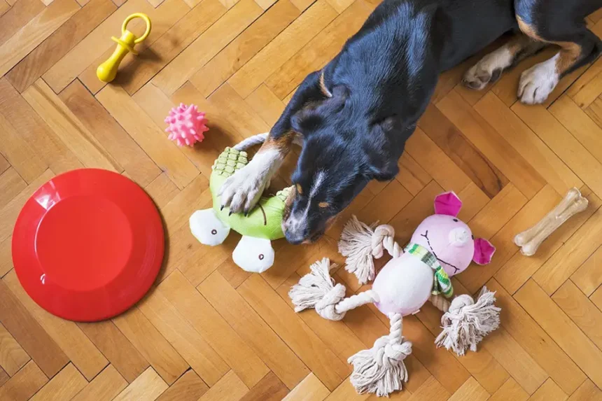 friandise de mastication pour chien