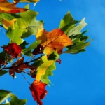 Entretien du jardin d’automne