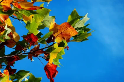 Entretien du jardin d’automne